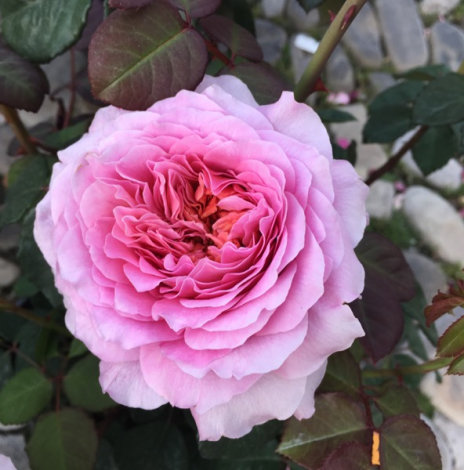 Троянда Айсфогель (Eisvogel) Чг кореневласна - 2