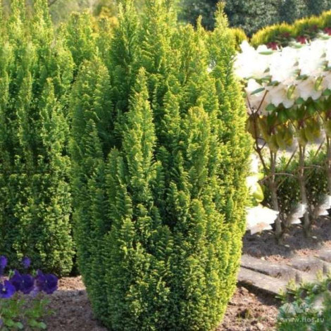 Кипарисовик Елвуді голд (Ellwoods Gold) - 1