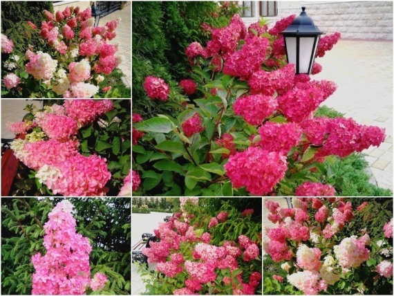 Гортензія волотиста Фрайз Мелба (Fraise Melba) C3 - 3