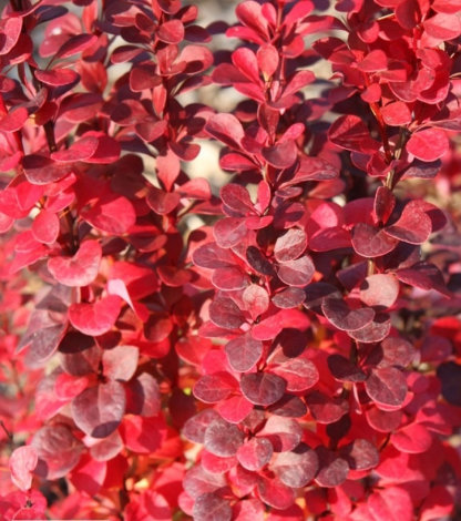 Барбарис Тунберга Флоренс (Florence) - 3