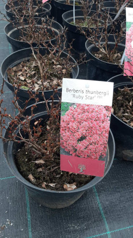 Барбарис Тунберга Рубі Стар (Ruby Star) С3 - 5
