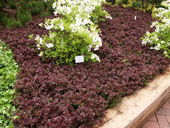 Барбарис Тунберга Атропурпуреа Нана (Atropurpurea Nana) - 8
