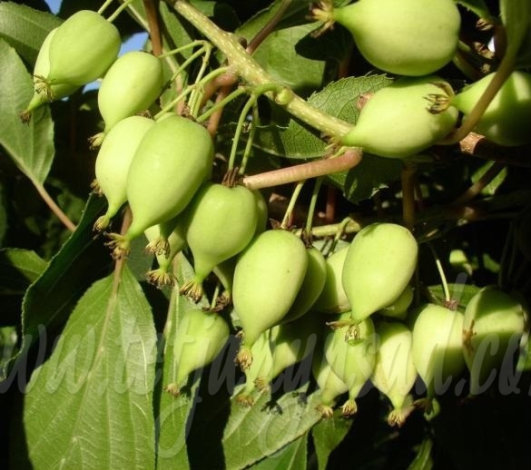 Актинидія жіноча Фігурна - 1