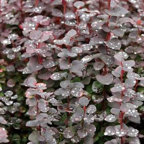 Барбарис Тунберга Хот Чоклет (Hot Chocolate) - 3