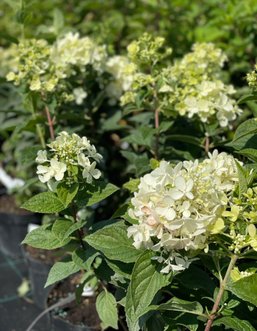 Гортензія волотиста Petite Star (Petite Star) - 4