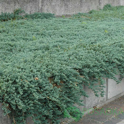 Ялівець горизонтальний Айс Блю (Icee Blue) - 2