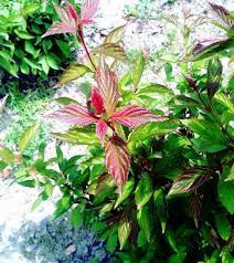 Калина Доун - 6