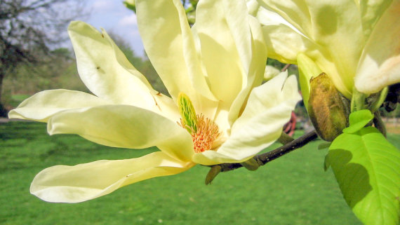 Магнолія бруклінська Елізабет (Elizabeth) С3 вис. 70-90 см - 2