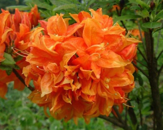 Рододендрон (азалія) Мандарин Лайт (Mandarin Lights) - 1
