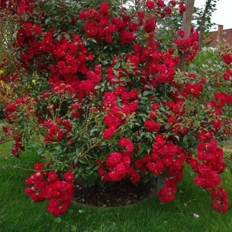 Троянда Момо (Momo) Плт - 4