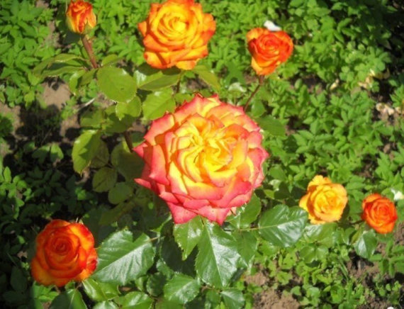 Троянда Ред голд (RedGold) ЧГ - 8