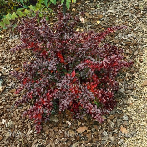 Барбарис середній Ред Джевел (Red Jewel) - 1