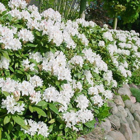 Рододендрон Каннінгемс Уайт (Cunningham's White) - 2