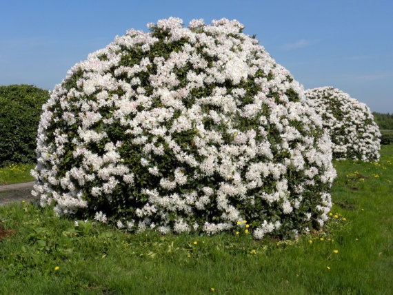 Рододендрон Каннінгемс Уайт (Cunningham's White) - 3