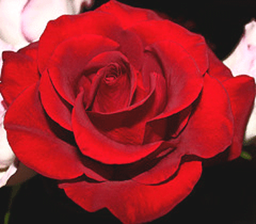 Троянда Сексі ред (Sexy Red/Drop Dead Red) Фл - 1