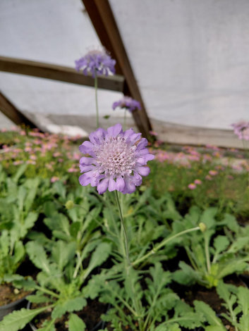 Скабіоза Пінк Міст (Pink Mist) - 1