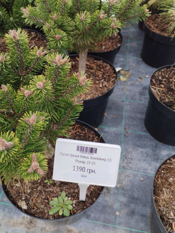 Сосна гірська Кокос (Kokos) - 2