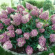 Гортензія волотиста Сандей Фрейз (Sundae Fraise) - 8