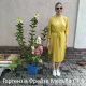 Гортензія волотиста Фрайз Мелба (Fraise Melba) C3 - 2
