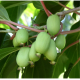 Актинидія Київська крупноплідна - 1