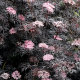 Бузина чорна Блек Лейс (Black Lace) - 2