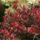 Барбарис Тунберга Атропурпуреа Нана (Atropurpurea Nana) - 4