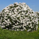 Рододендрон Каннінгемс Уайт (Cunningham's White) - 3